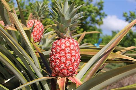 餐桌 植物|从实验田到餐桌：“中国红”红皮菠萝上市在即